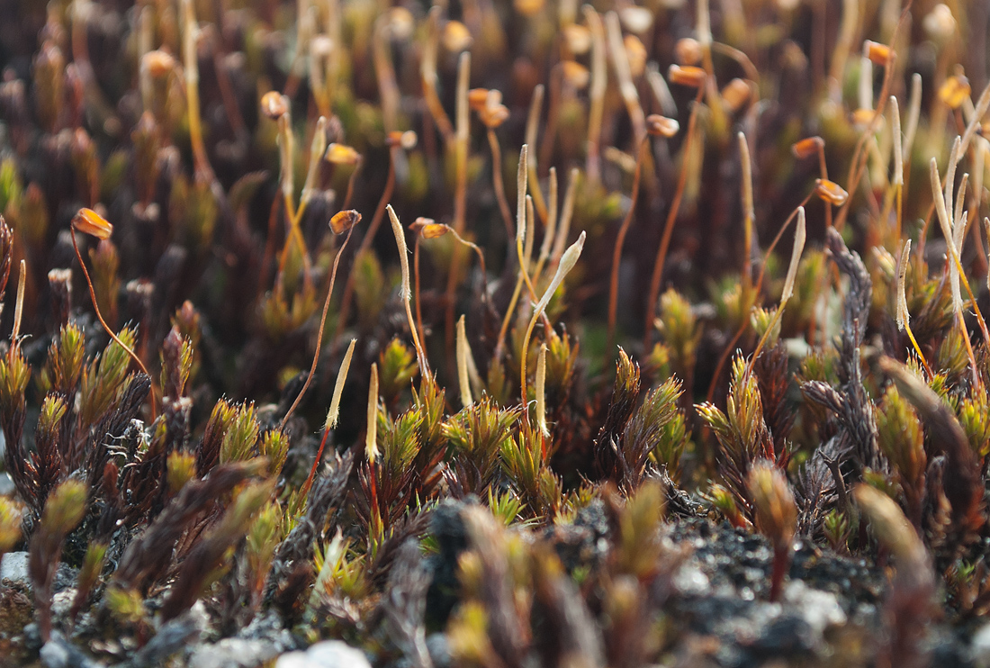 Image of Polytrichum strictum specimen.