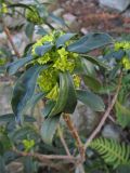 Daphne laureola