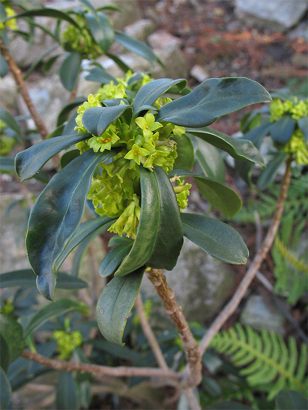 Изображение особи Daphne laureola.