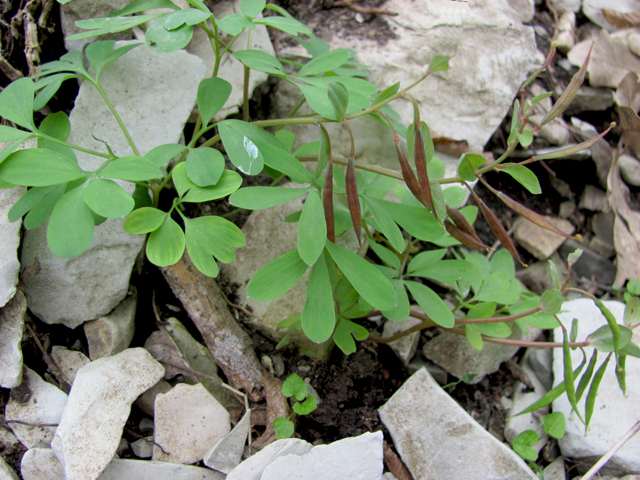 Image of Corydalis caucasica specimen.