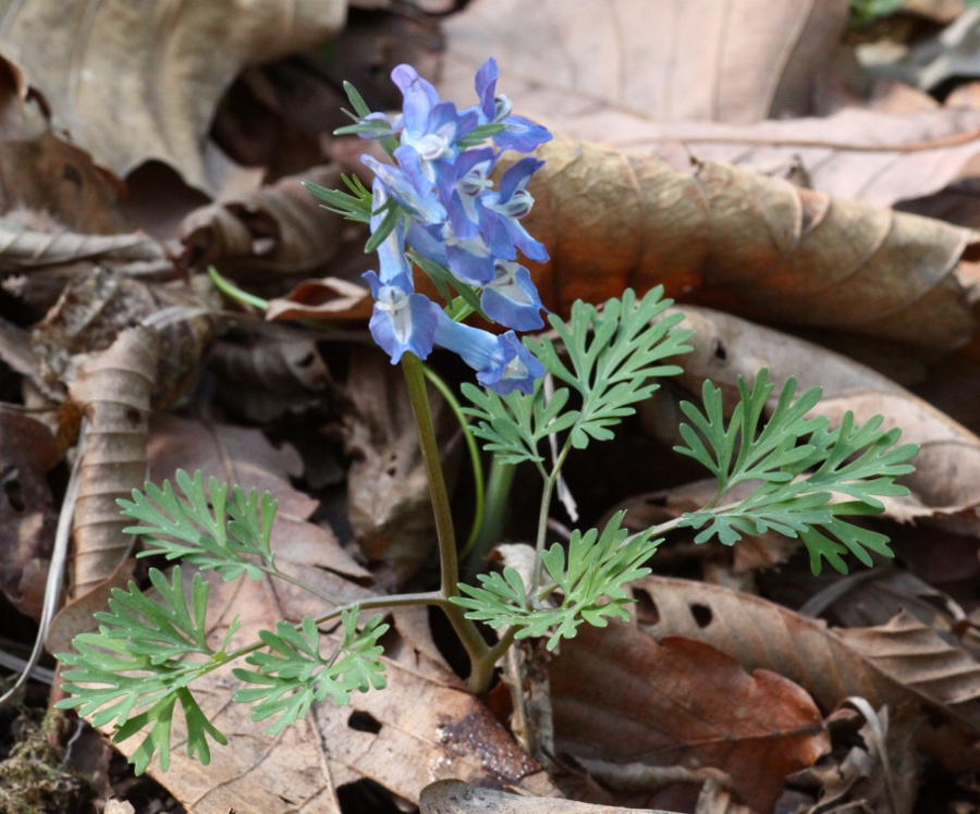 Image of Corydalis fumariifolia specimen.