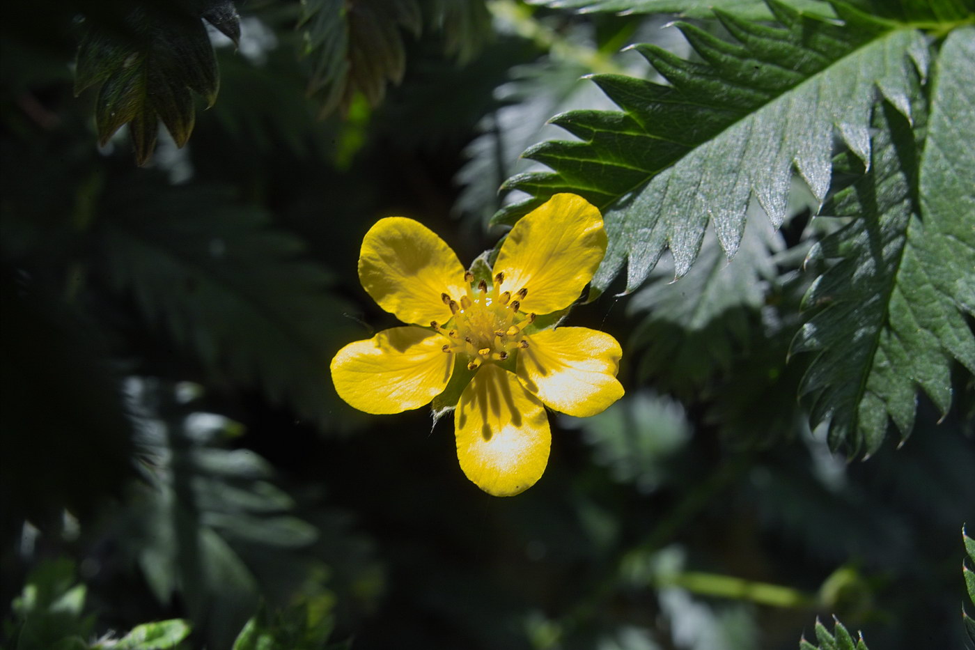 Изображение особи Potentilla anserina.