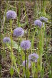 Globularia bisnagarica