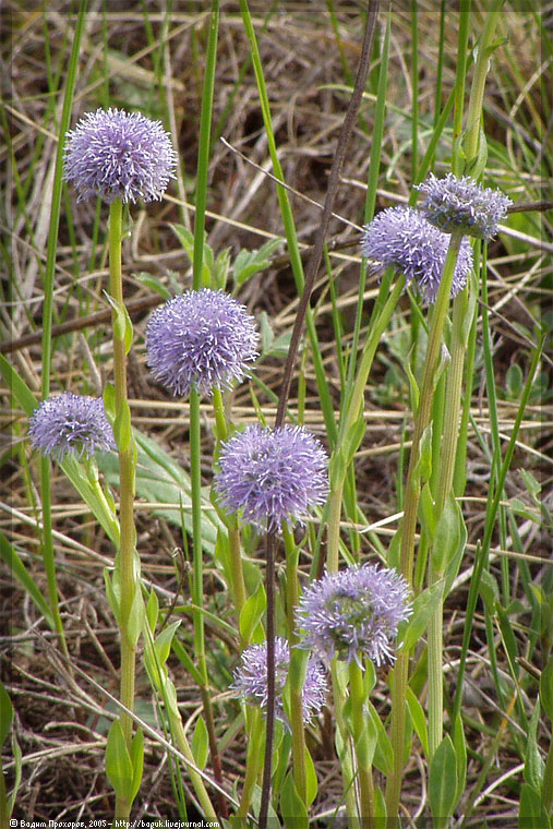 Image of Globularia bisnagarica specimen.