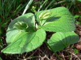 Viola mirabilis. Верхушка плодоносящего растения. Свердловская обл., окр. г. Североуральск, р-н скал Грюнвальдта, лиственнично-елово-сосновый лес. 19.06.2015.