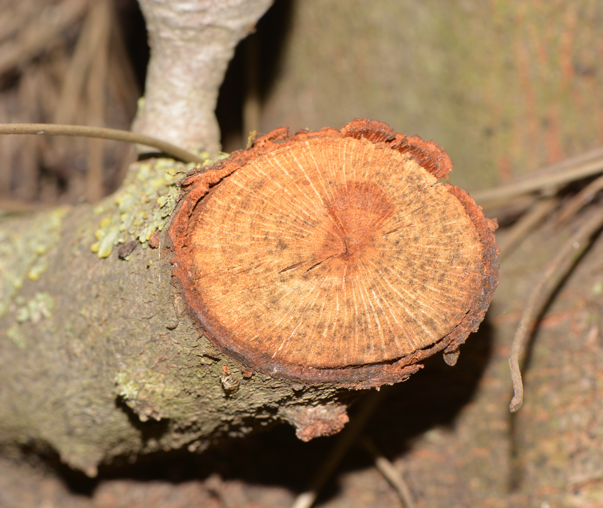 Изображение особи Hakea orthorrhyncha.