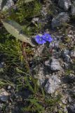 genus Linum