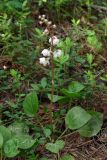 Pyrola rotundifolia. Растение с цветками и бутонами. Свердловская обл., окр. г. Североуральск, травяной сосняк с елью. 18.06.2006.