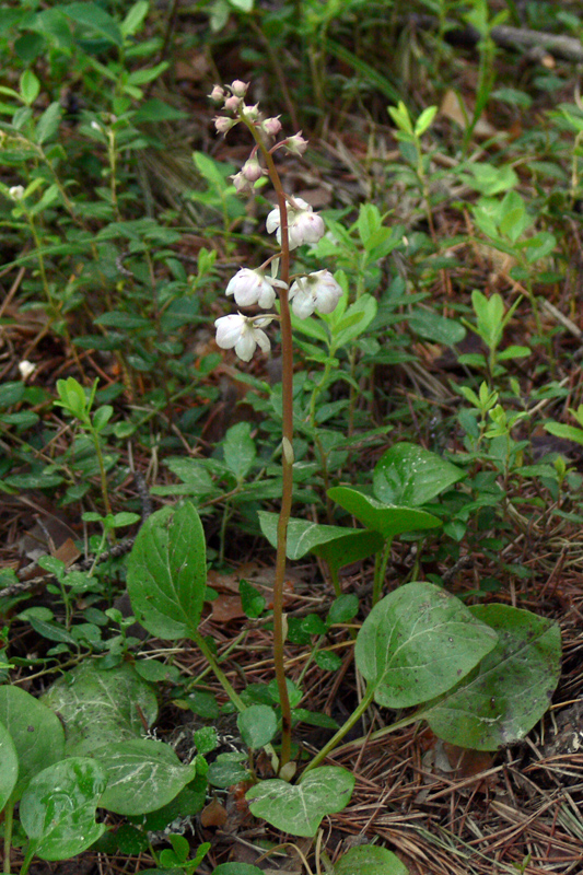 Image of Pyrola rotundifolia specimen.