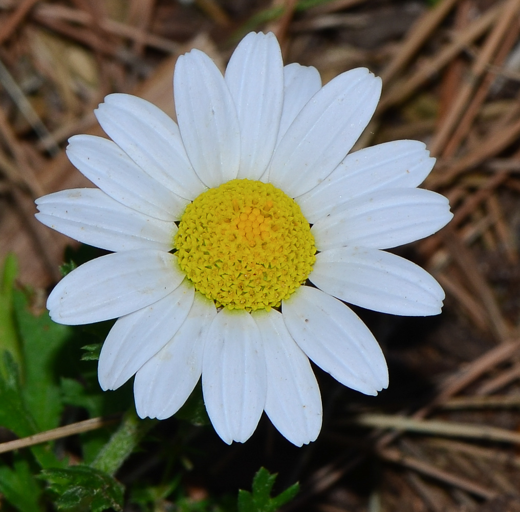 Image of Anthemis leucanthemifolia specimen.