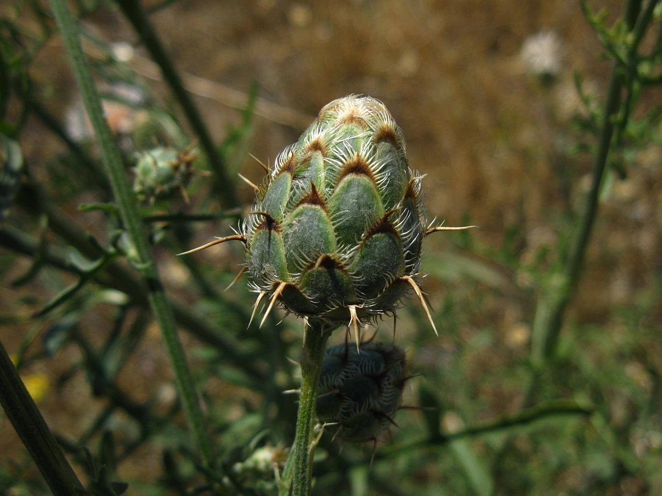 Изображение особи Centaurea carduiformis ssp. orientalis.