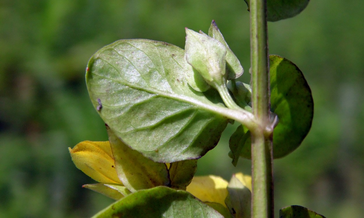 Image of Lysimachia nummularia specimen.