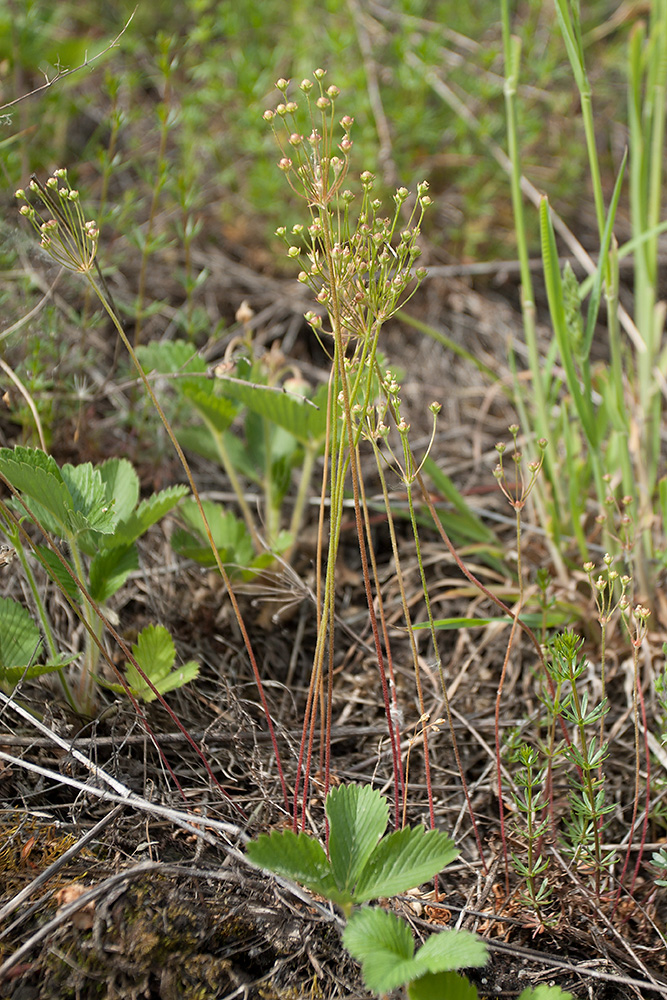 Image of Androsace septentrionalis specimen.