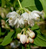 Staphylea pinnata