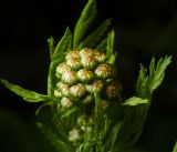 Tanacetum vulgare