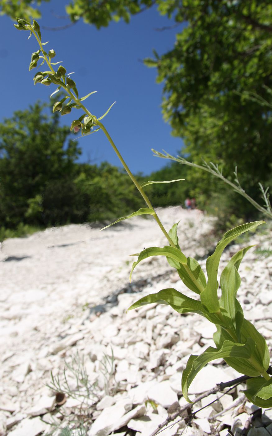 Изображение особи Epipactis helleborine.