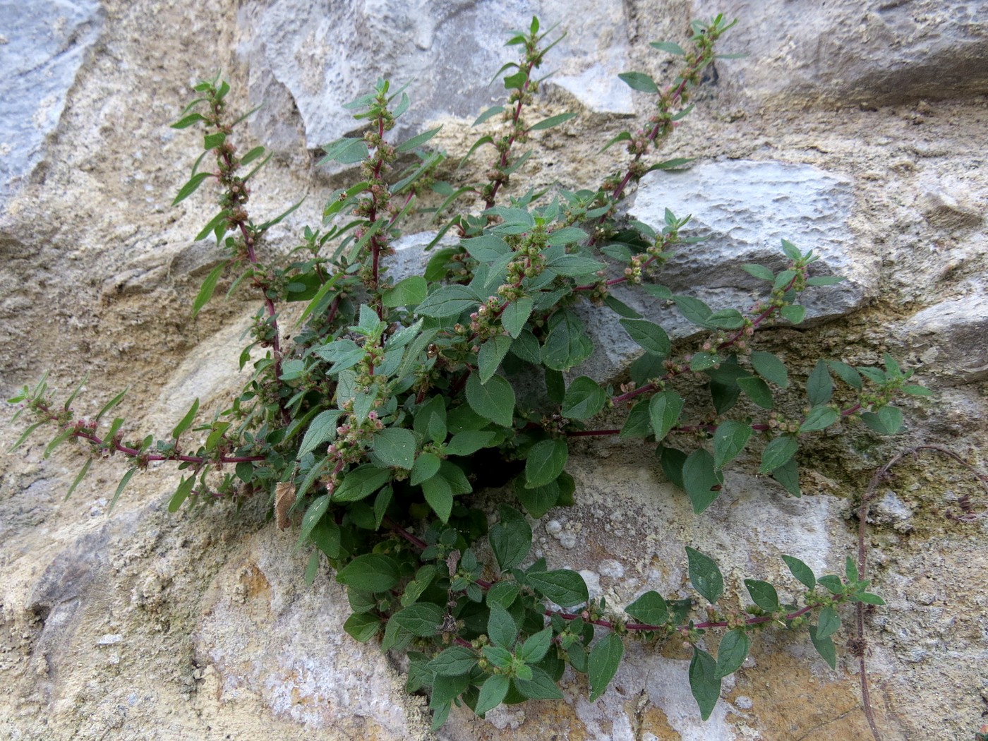 Изображение особи Parietaria lusitanica.