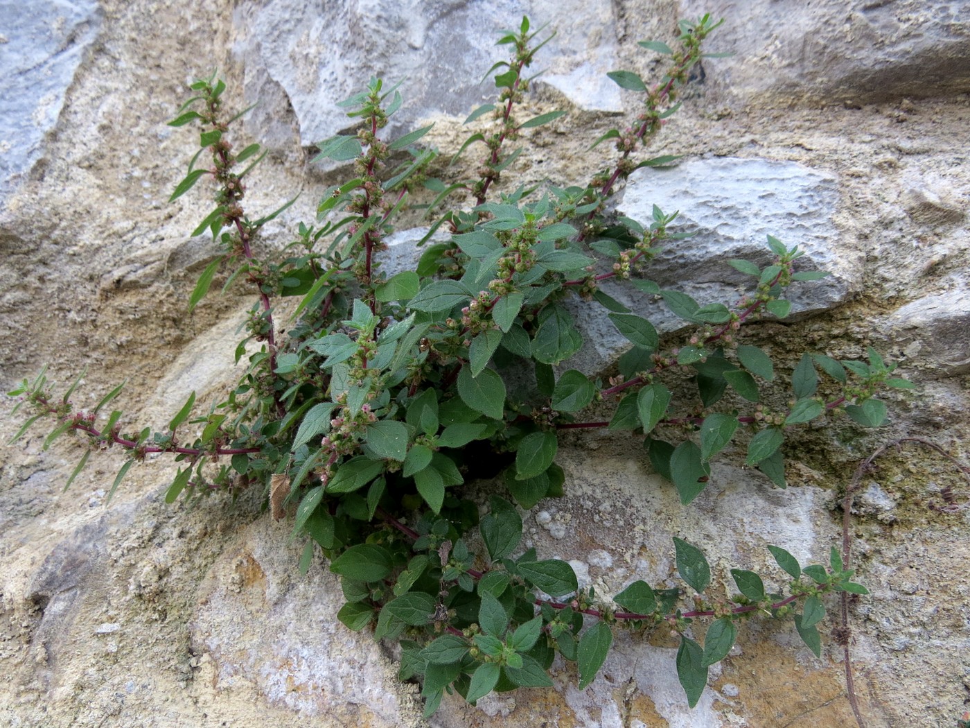 Image of Parietaria lusitanica specimen.