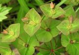 Euphorbia savaryi