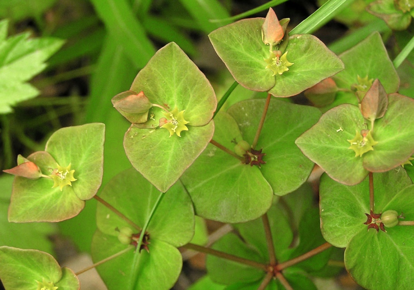 Image of Euphorbia savaryi specimen.