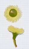 Eucalyptus woodwardii