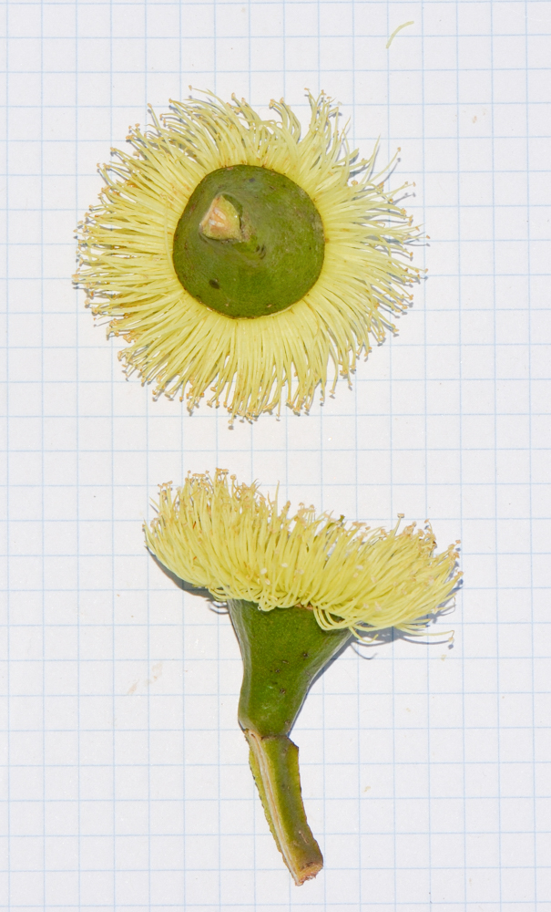 Изображение особи Eucalyptus woodwardii.