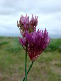 Allium xiphopetalum