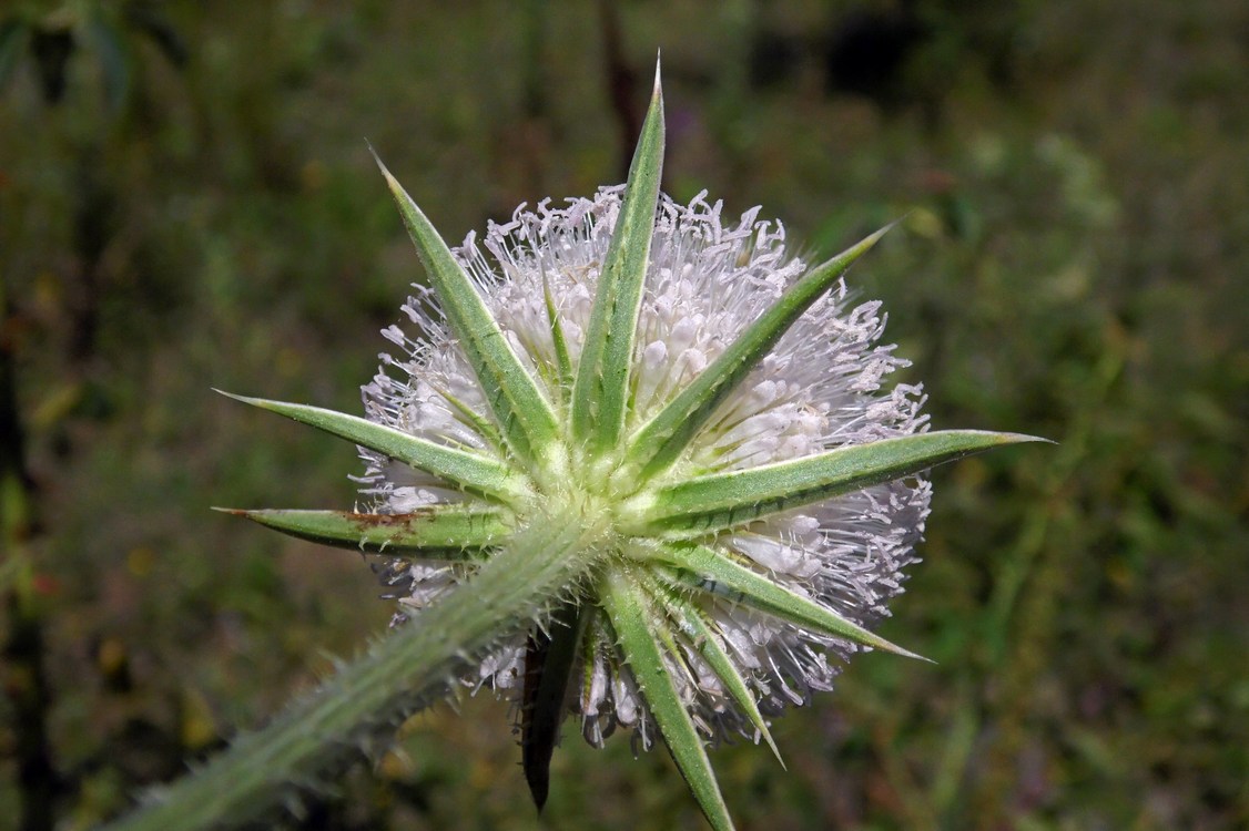 Изображение особи Dipsacus laciniatus.