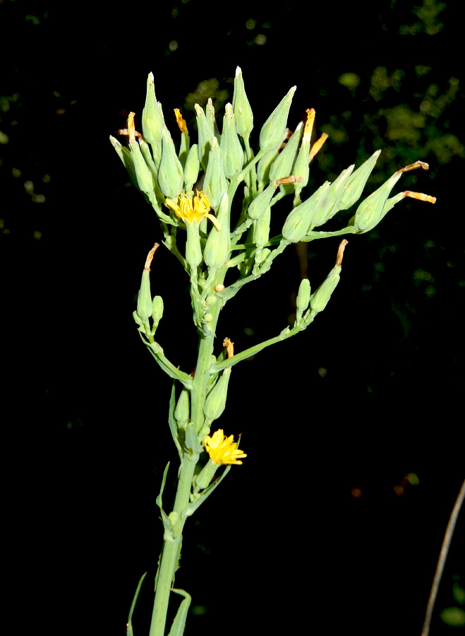 Изображение особи Lactuca chaixii.