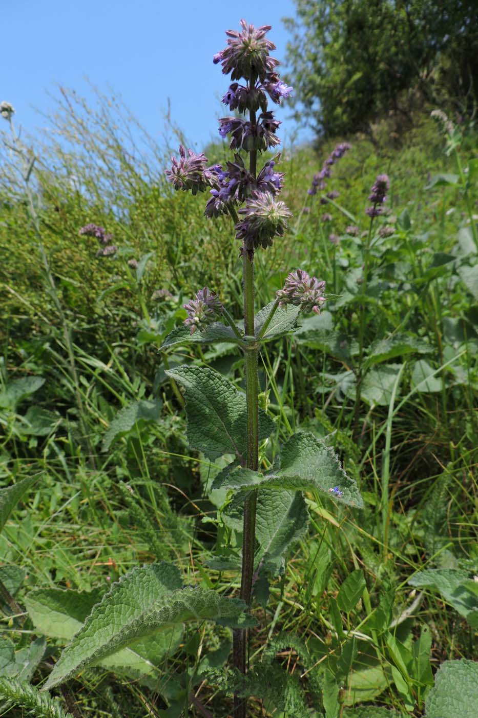 Изображение особи Salvia verticillata.