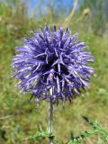 Echinops ruthenicus