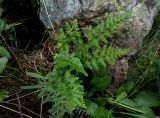 Asplenium sajanense. Вегетирующее и спороносящее растение. Красноярский край, Шушенский р-н, национальный парк \"Шушенский Бор\", Западный Саян, хребет Борус, урочище \"Пелехова\", субальпийский низкотравный луг среди курумника рядом со скалой. 24.07.2015.