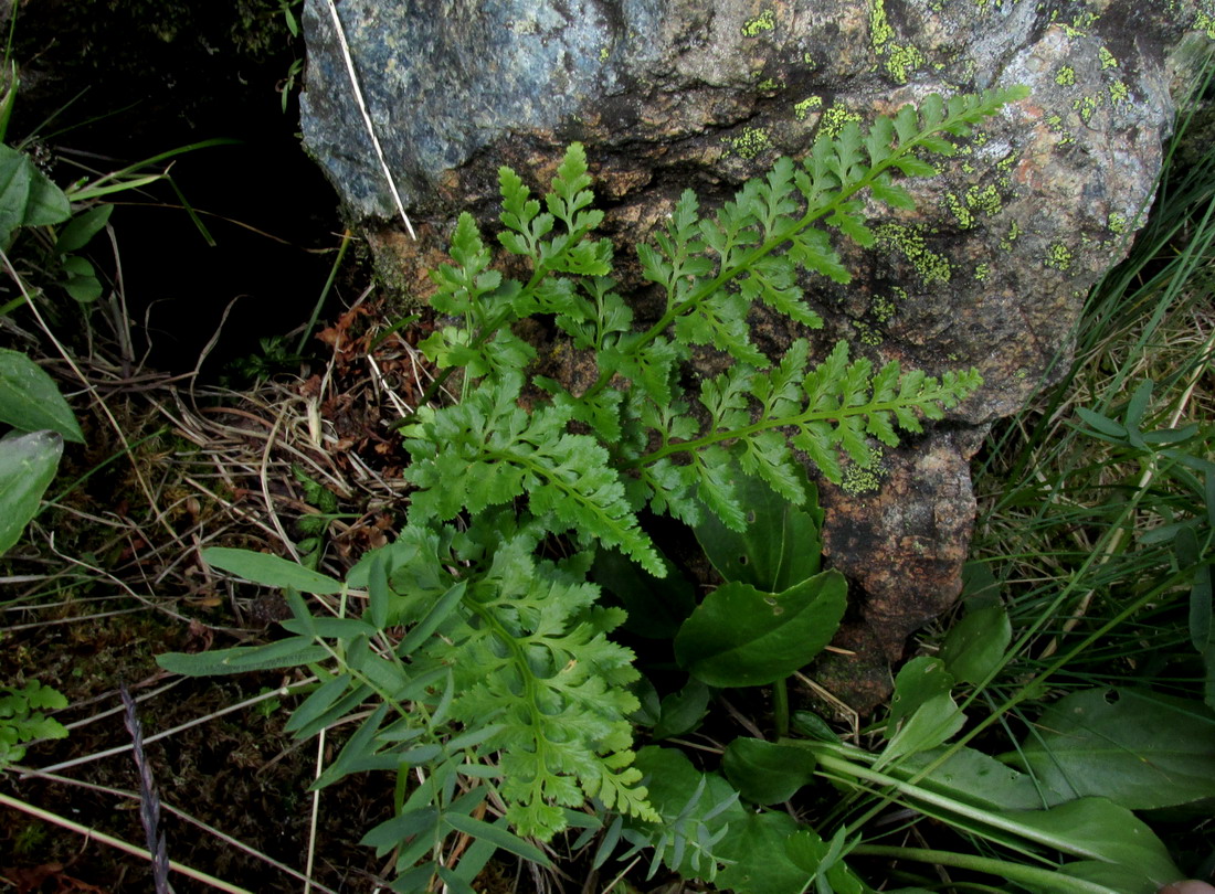 Image of Asplenium sajanense specimen.