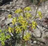 Peucedanum longifolium