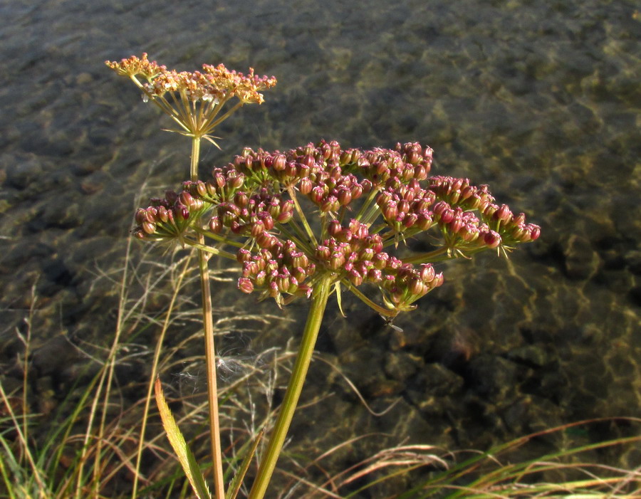 Image of Sium suave specimen.
