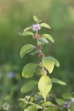 Mentha arvensis