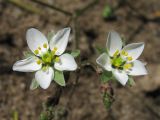 Spergula arvensis