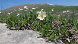 Dryas caucasica