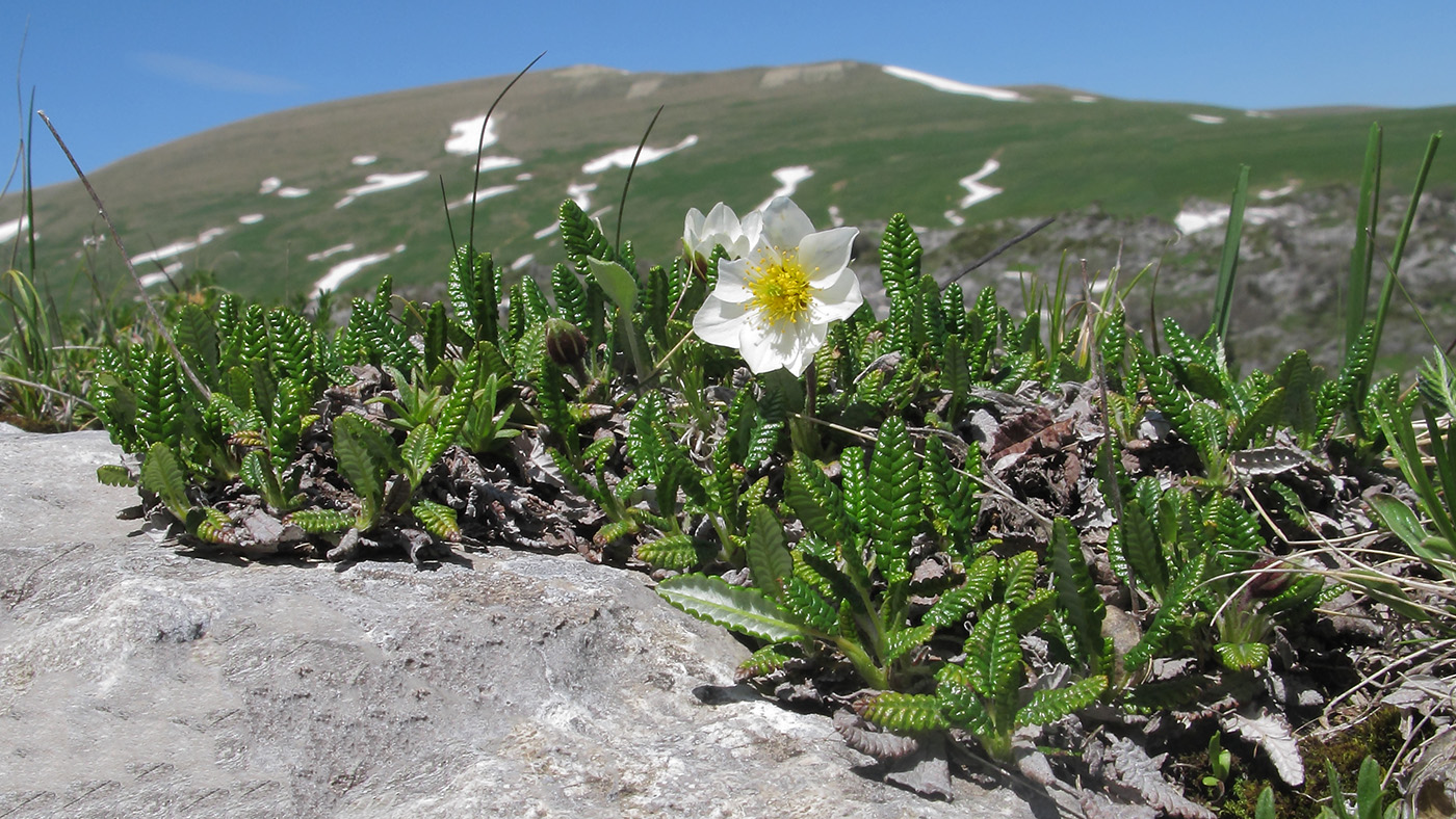 Image of Dryas caucasica specimen.