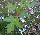 Acer saccharinum