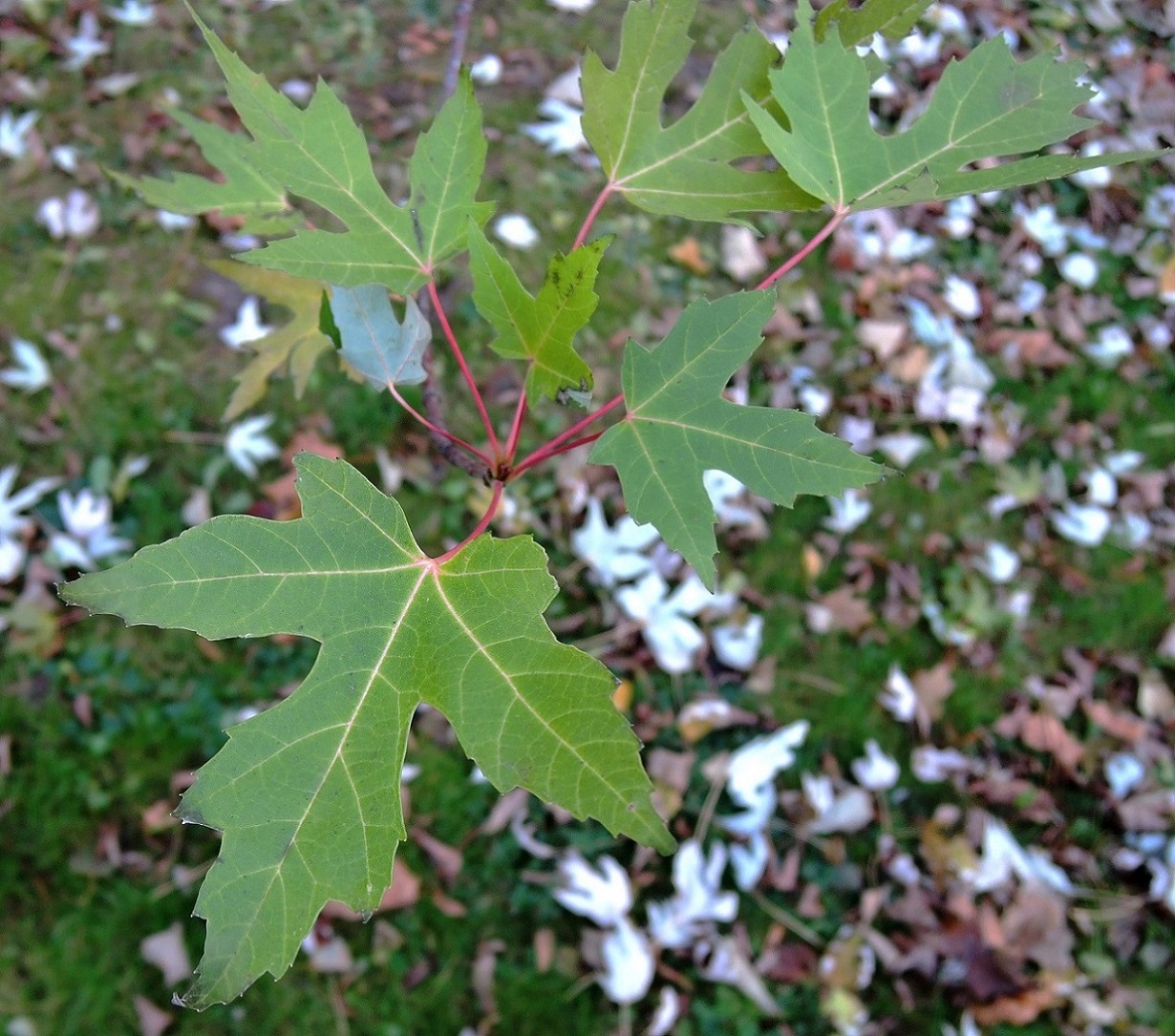 Image of Acer saccharinum specimen.