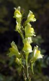 Linaria ruthenica