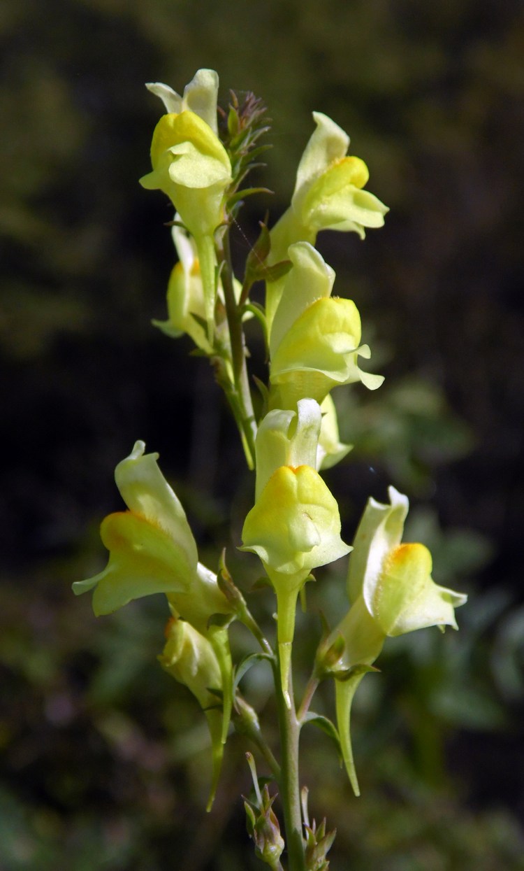 Изображение особи Linaria ruthenica.