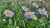 род Erigeron
