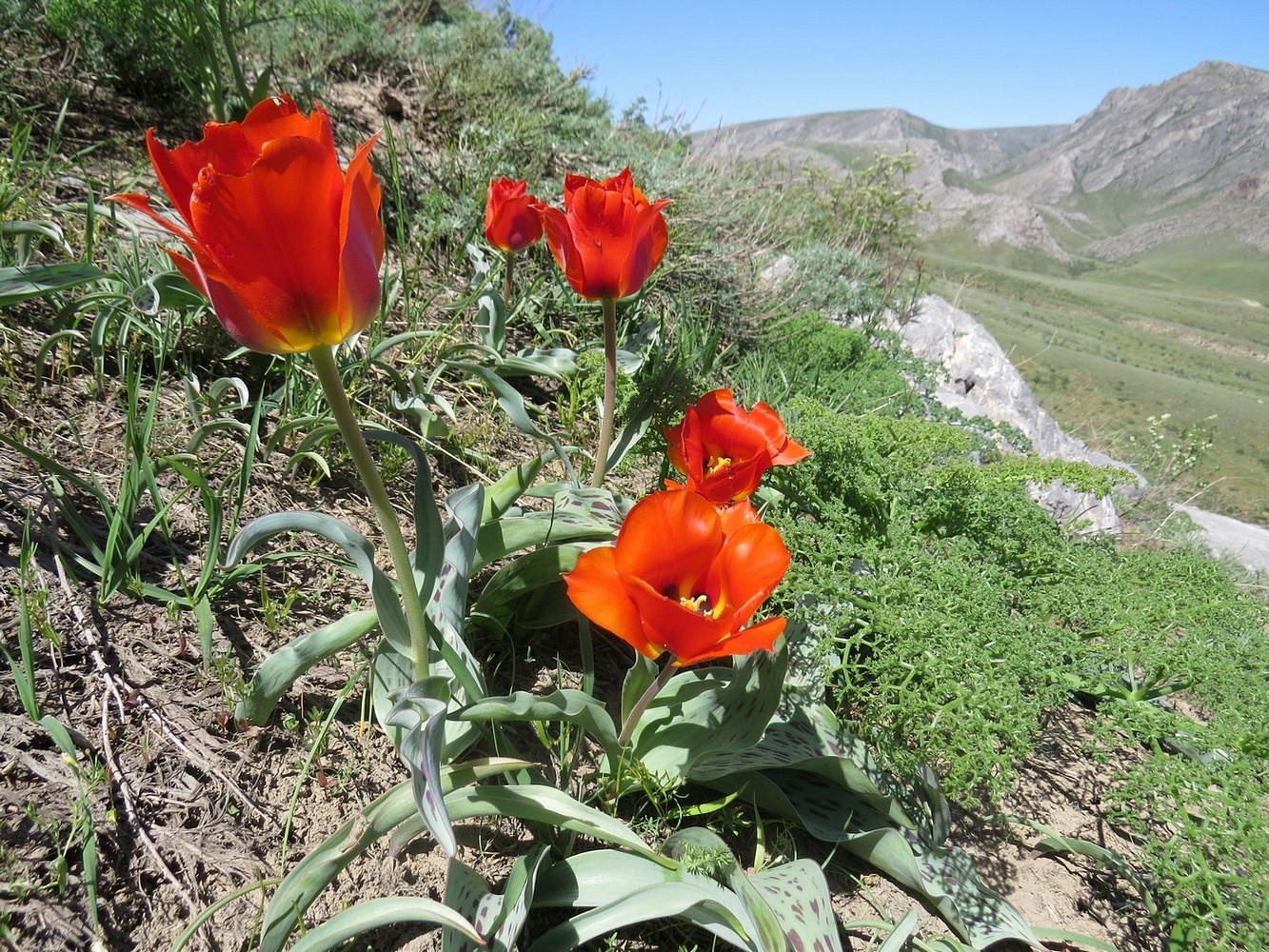 Изображение особи Tulipa greigii.