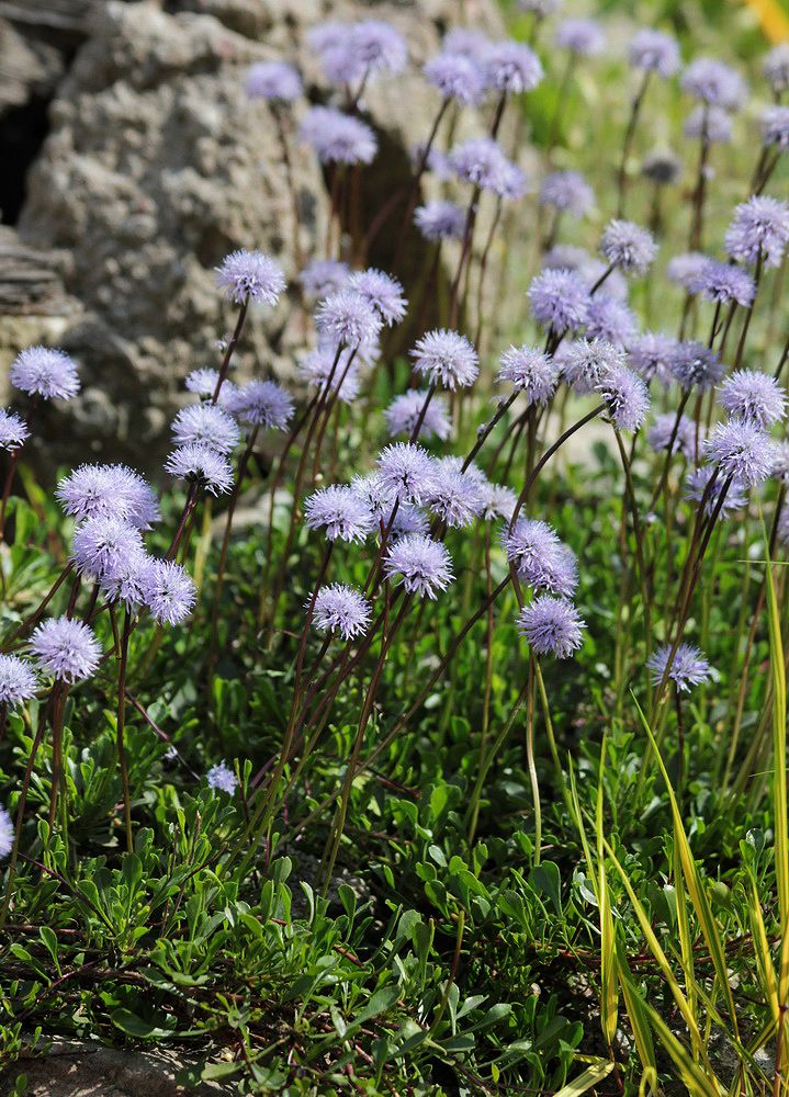 Изображение особи род Globularia.