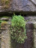Saxifraga cymbalaria