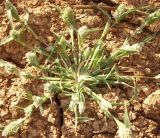 Crypsis schoenoides