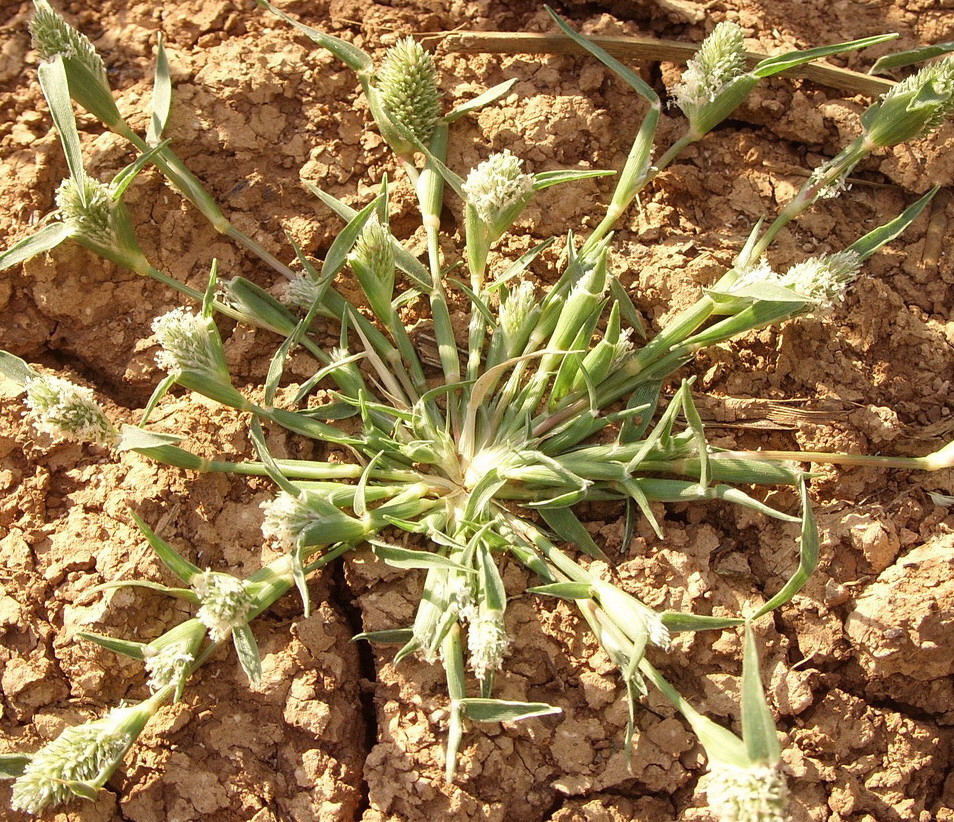 Image of Crypsis schoenoides specimen.