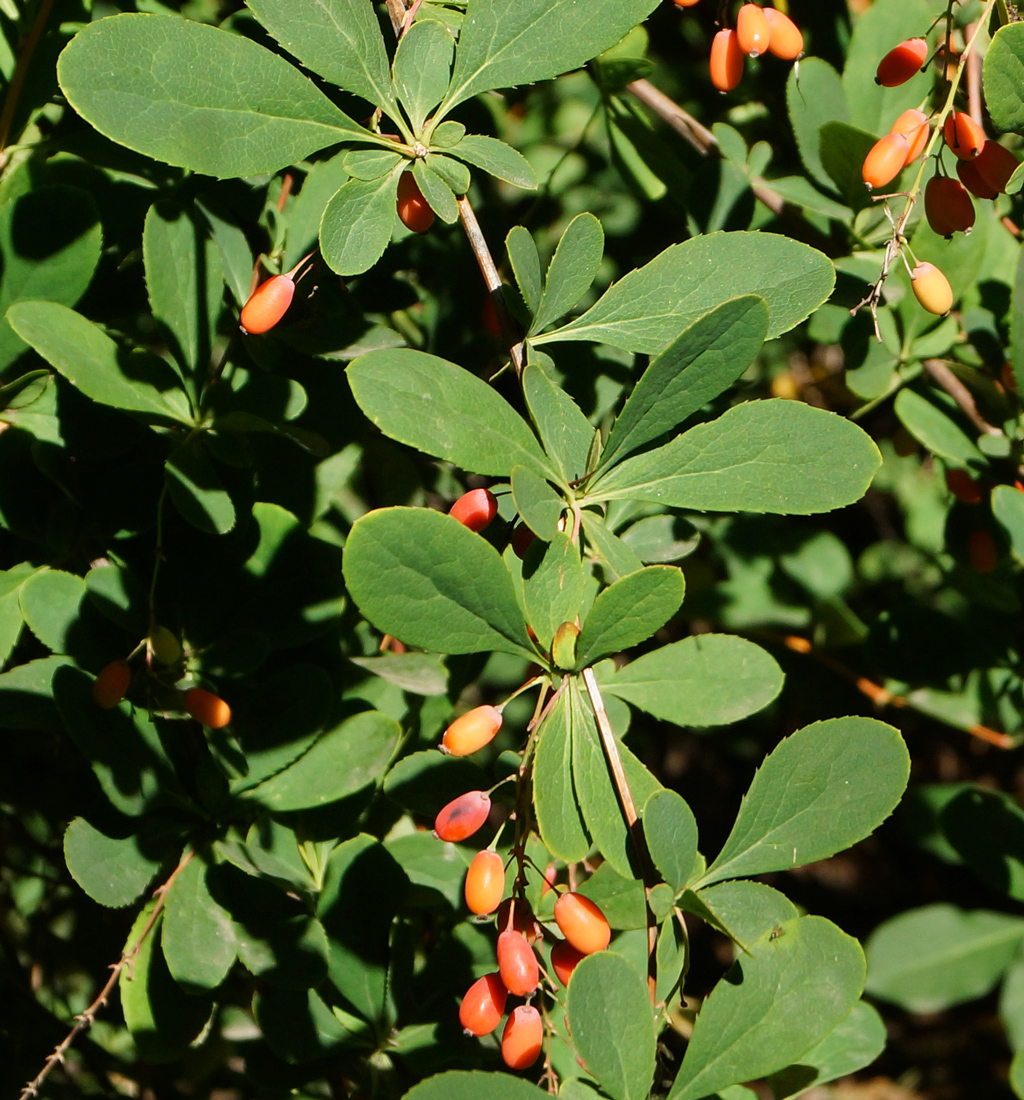Image of Berberis vulgaris specimen.